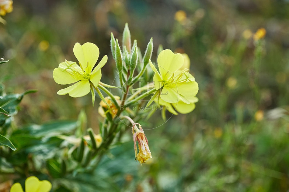 114136 Gemeine Nachtkerze, Blüte