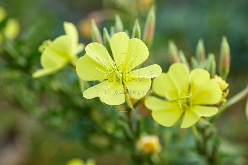 114137 Gemeine Nachtkerze, Blüte