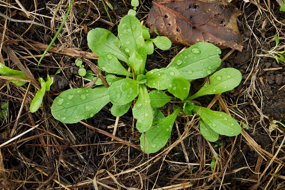 114267 Feldsalat