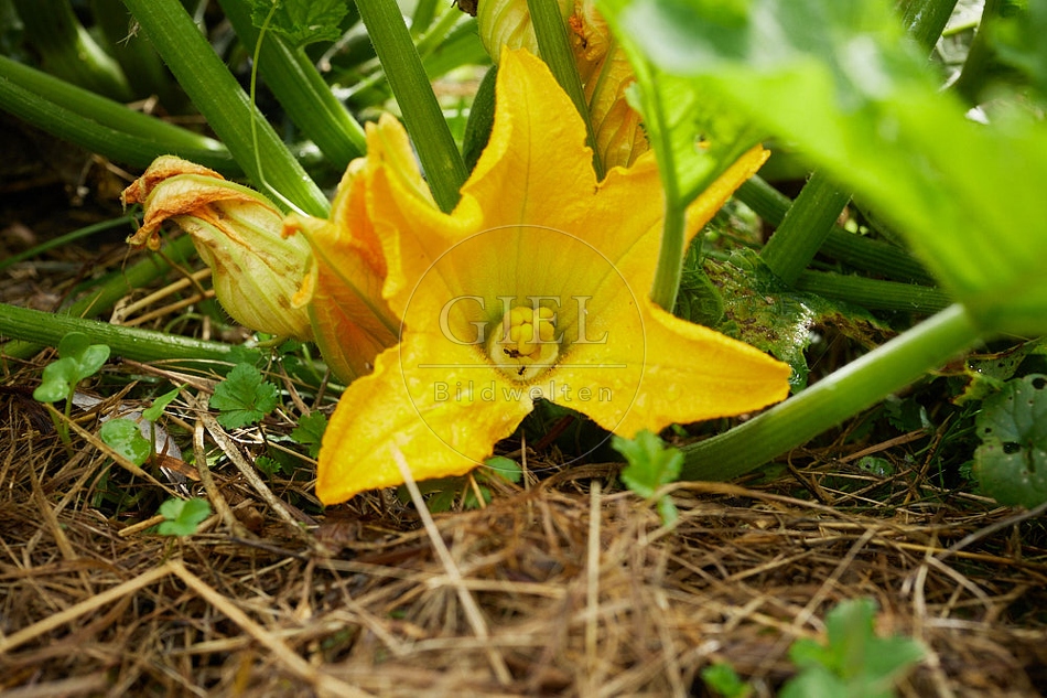 114270 Zucchini, Blüte