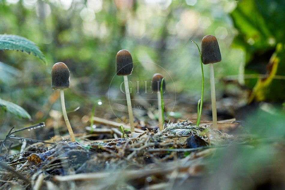 114272 Tintlinge, Pilze im Garten