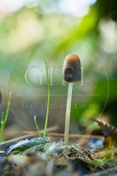 114273 Tintling, Pilz im Garten