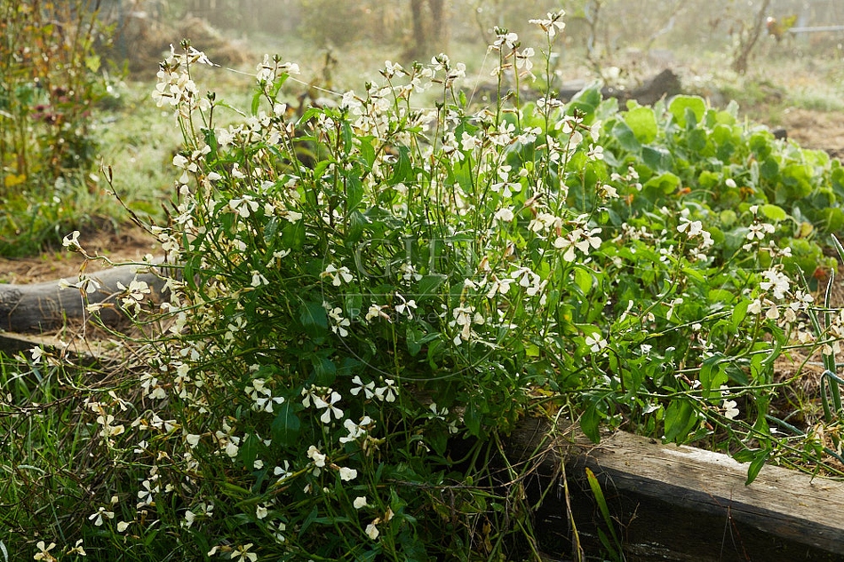 114283 Blühender Rucola im Garten