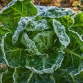 114301 Rosenkohl, Blätter bei Frost