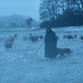 106055 Schaefer, Altdeutsche Huetehunde und Merino Schafe, Schafherde