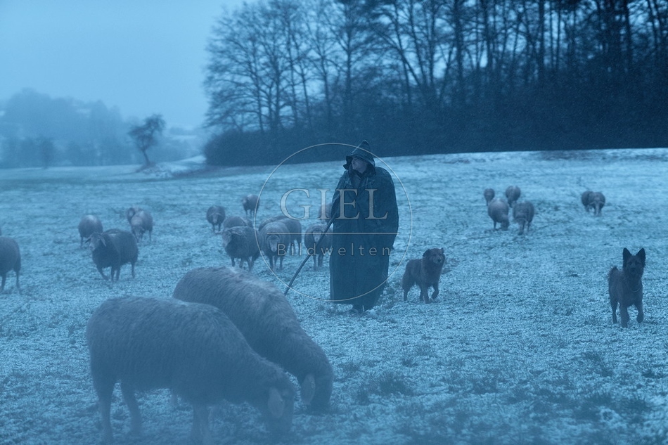 106057 Schaefer, Altdeutsche Huetehunde und Merino Schafe, Schafherde