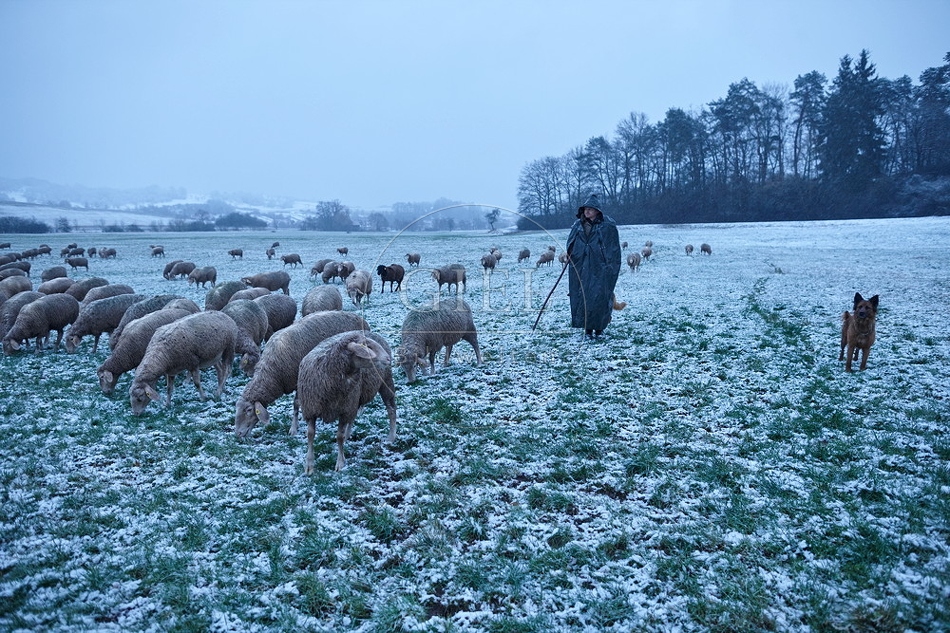 106060 Schaefer, Altdeutsche Huetehunde und Merino Schafe, Schafherde