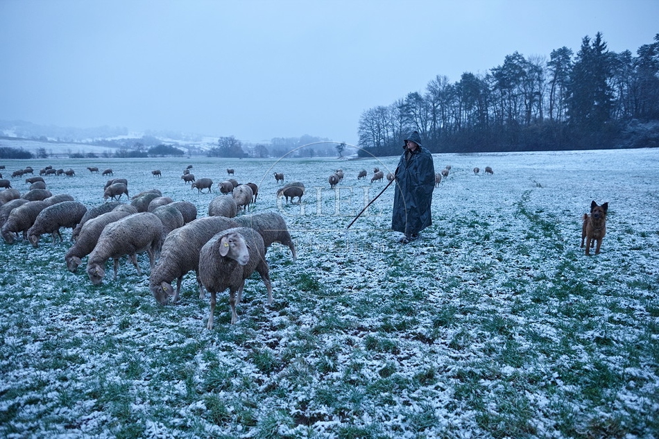 106061 Schaefer, Altdeutsche Huetehunde und Merino Schafe, Schafherde