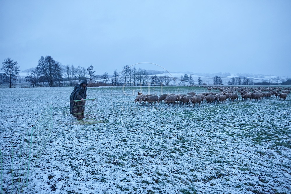 106062 Schaefer, Altdeutsche Huetehunde und Merino Schafe, Schafherde