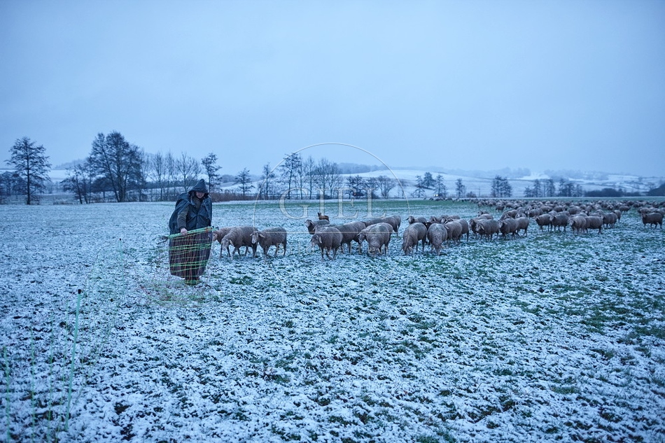 106063 Schaefer, Altdeutsche Huetehunde und Merino Schafe, Schafherde