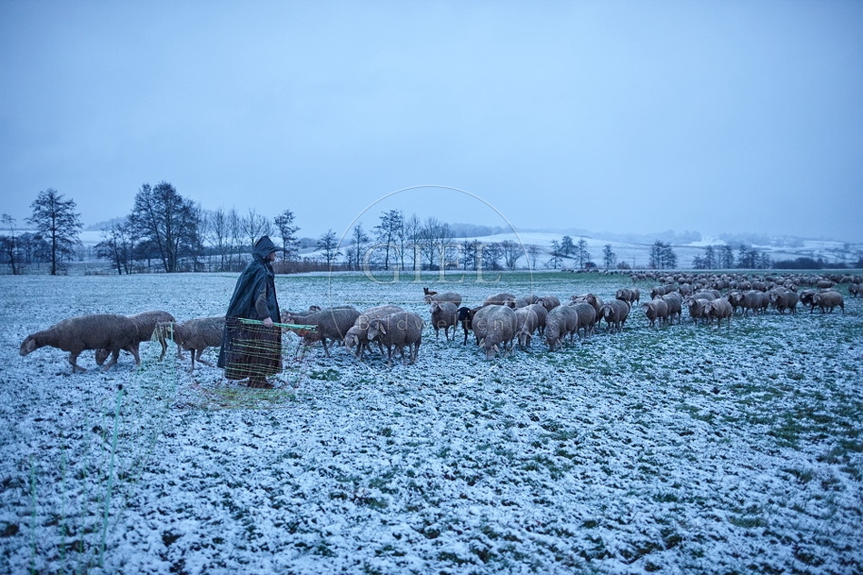 106064 Schaefer, Altdeutsche Huetehunde und Merino Schafe, Schafherde