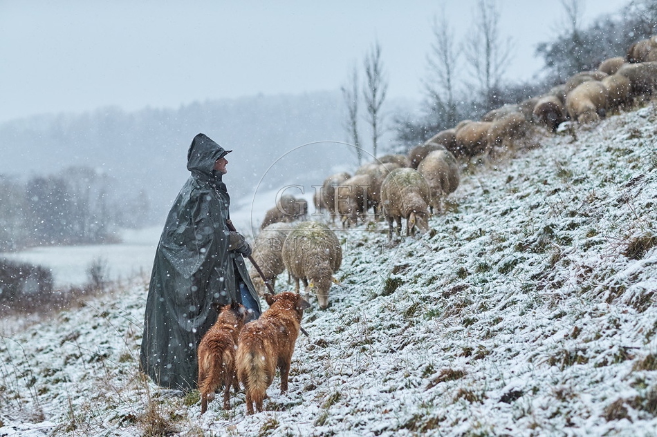 106289 Schaefer, Altdeutsche Huetehunde und Merino Schafe, Schafherde