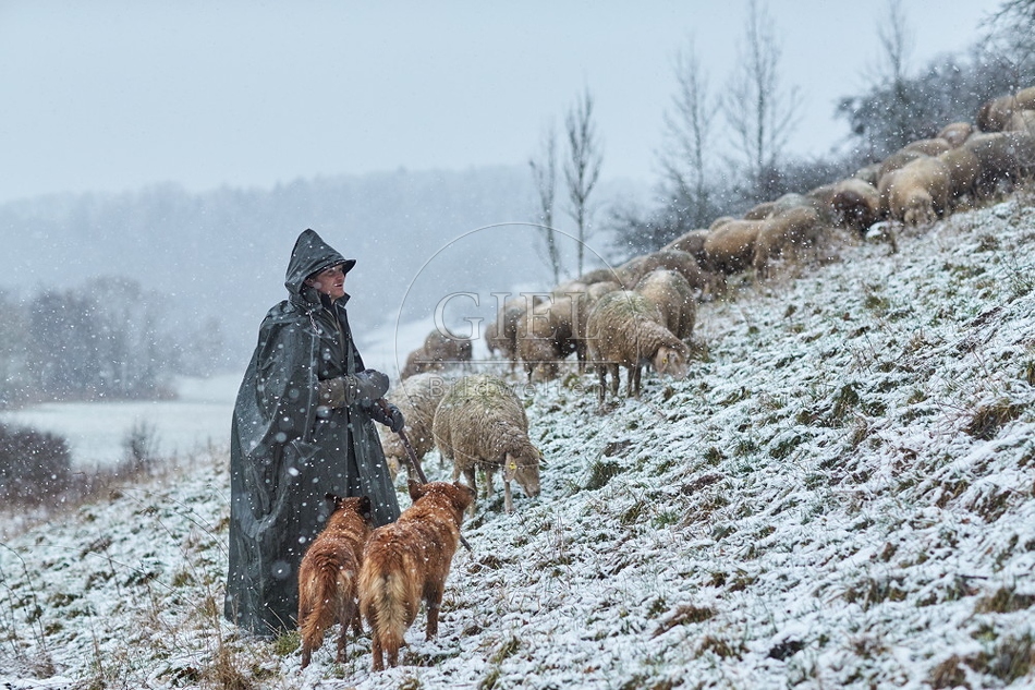 106290 Schaefer, Altdeutsche Huetehunde und Merino Schafe, Schafherde