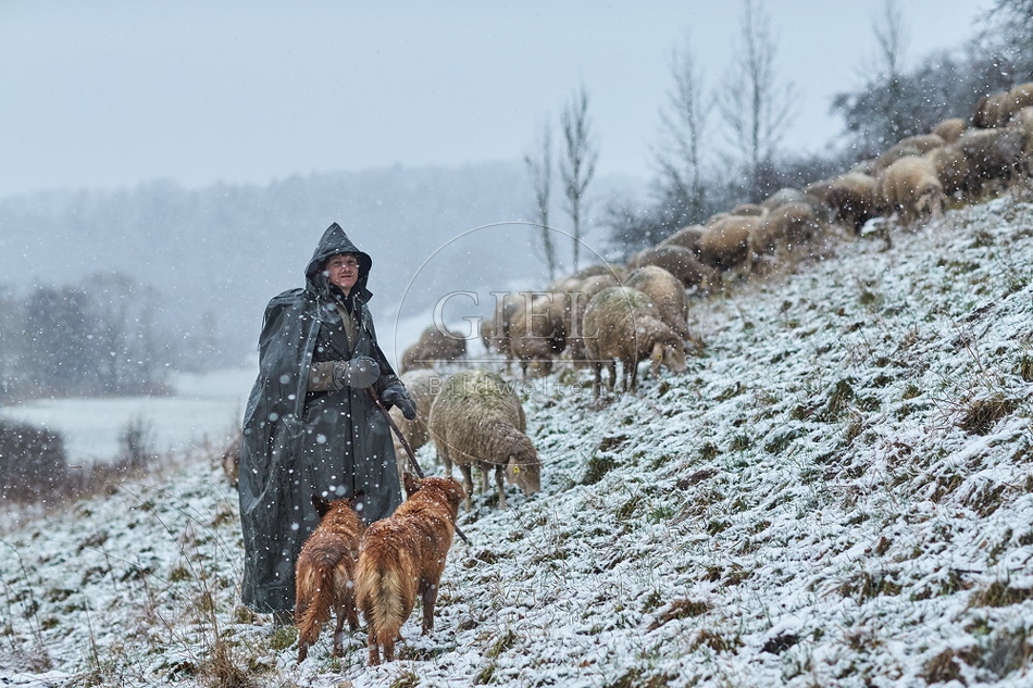 106291 Schaefer, Altdeutsche Huetehunde und Merino Schafe, Schafherde