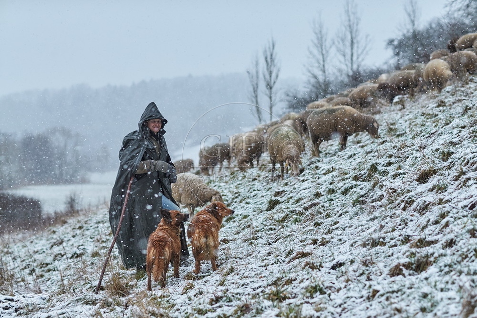 106292 Schaefer, Altdeutsche Huetehunde und Merino Schafe, Schafherde