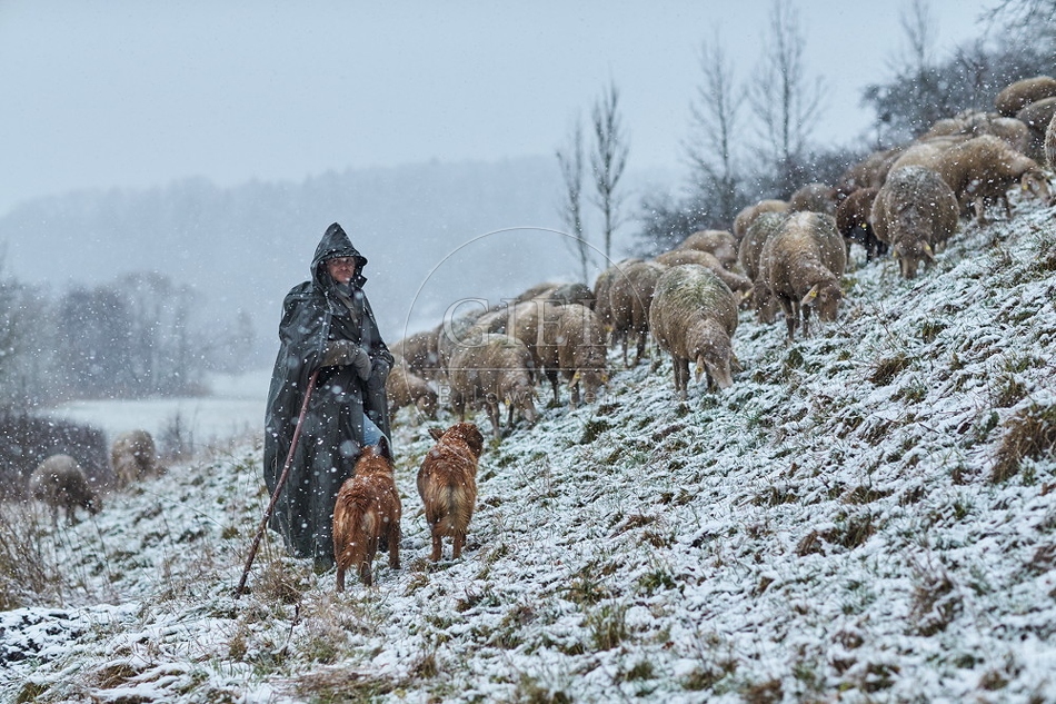 106293 Schaefer, Altdeutsche Huetehunde und Merino Schafe, Schafherde