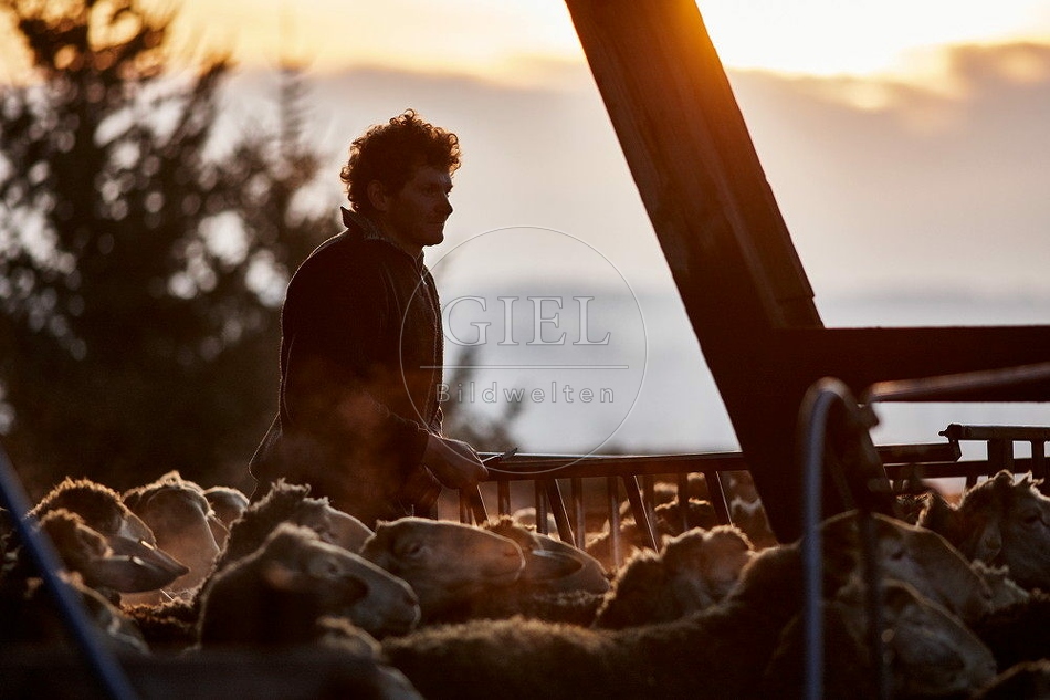 114316 Schäfer bei Sonnenaufgang zwischen Schafen
