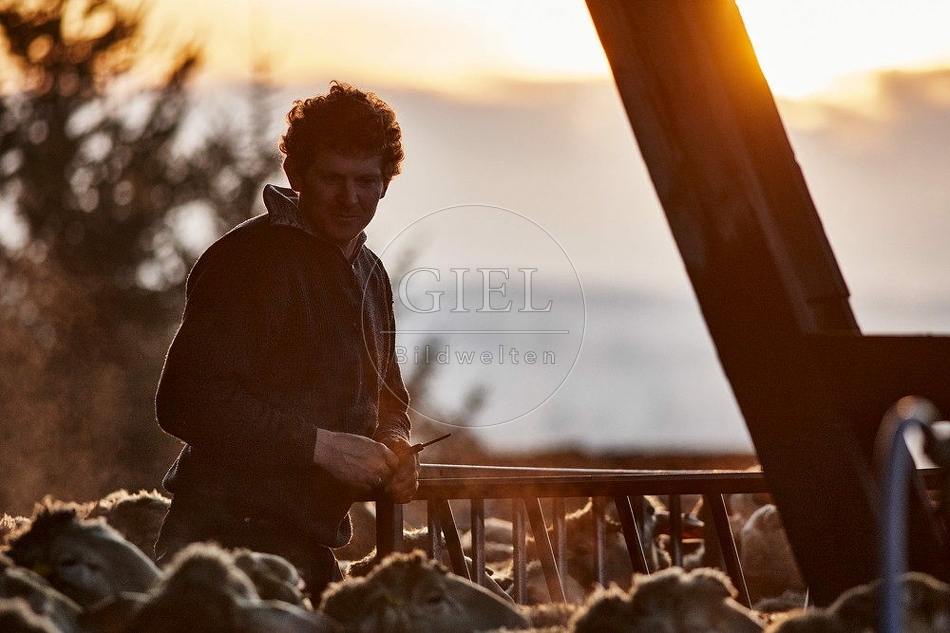 114317 Schäfer bei Sonnenaufgang zwischen Schafen
