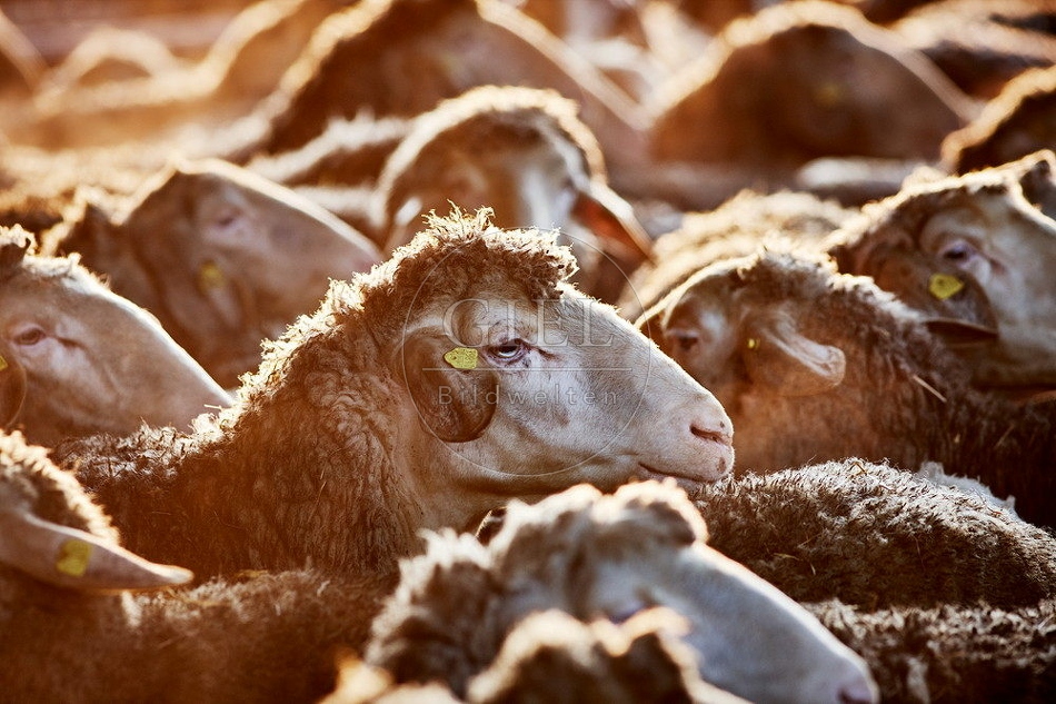 114318 Merino Schafe bei Sonnenaufgang