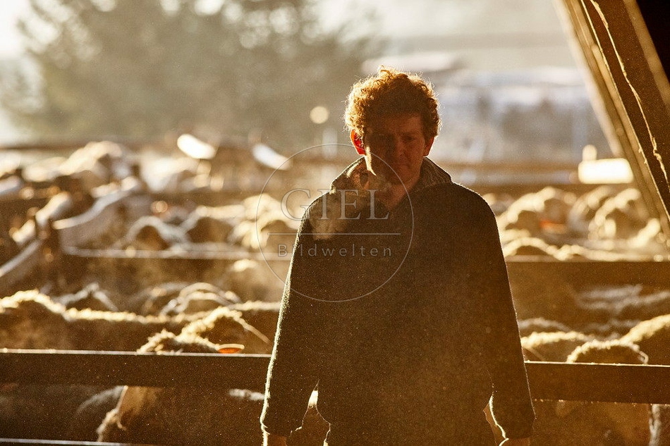 114319 Schäfer bei Sonnenaufgang zwischen Schafen
