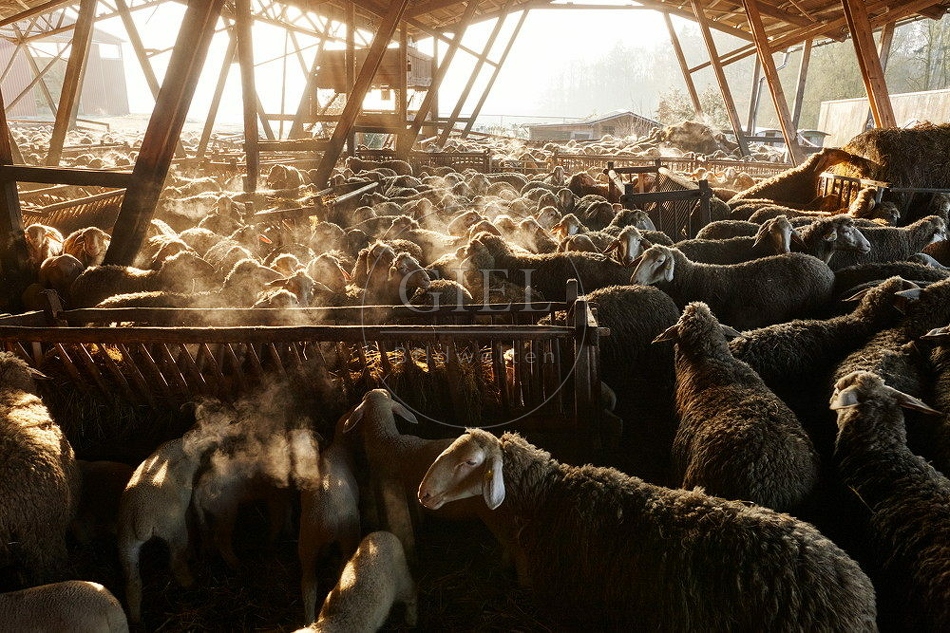 114323 Merino Schafe im Schafstall bei Sonnanaufgang