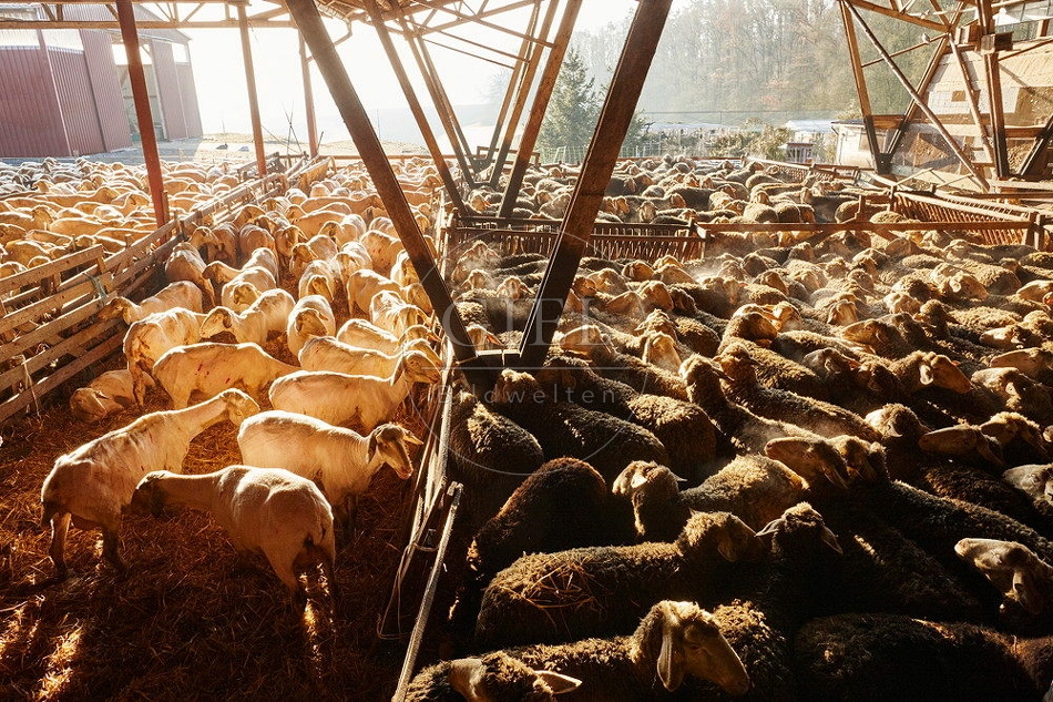 114324 Merino Schafe im Schafstall bei Sonnanaufgang