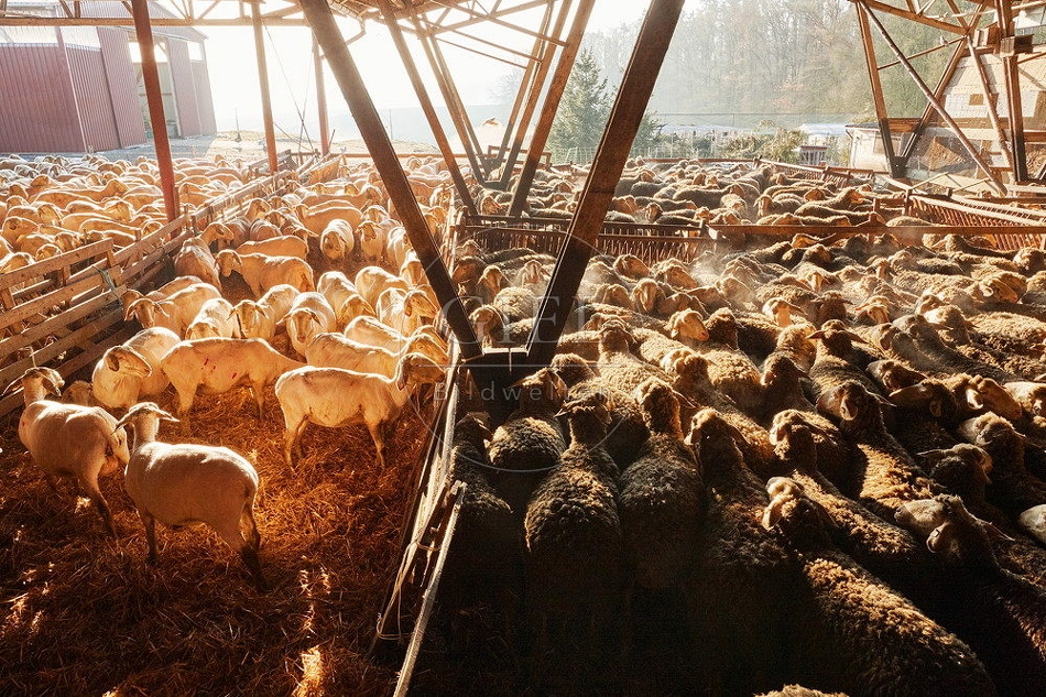 114325 Merino Schafe im Schafstall bei Sonnanaufgang