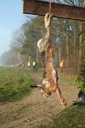 114367 Erlegter Feldhase bei einer Treibjagd