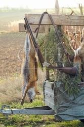 114420 Treibjagd, erlegter Fuchs