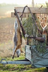 114421 Treibjagd, erlegter Fuchs