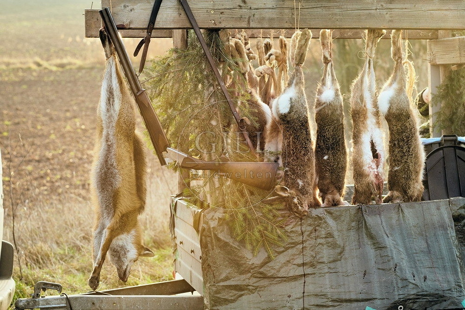 114422 Treibjagd, erlegter Fuchs und Feldhasen