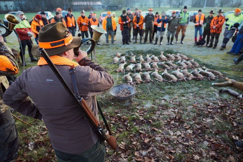 114439 Jagdstrecke nach einer Treibjagd