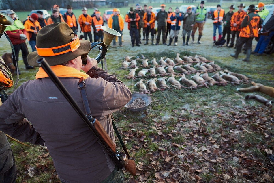 114440 Jagdstrecke nach einer Treibjagd
