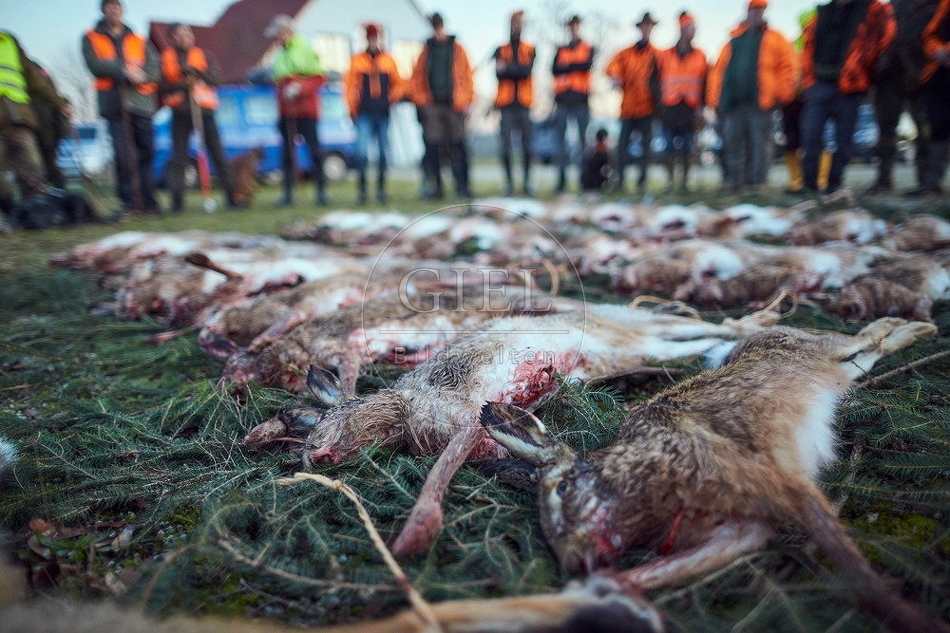 114441 Jagdstrecke nach einer Treibjagd