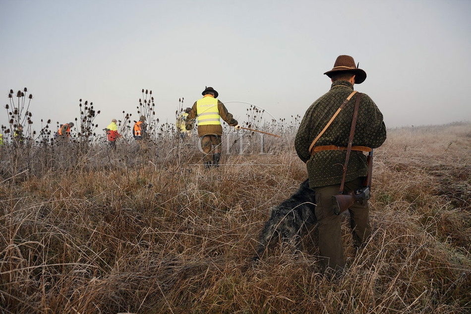 114446 Jäger mit Deutsch Drahthaar bei Treibjagd