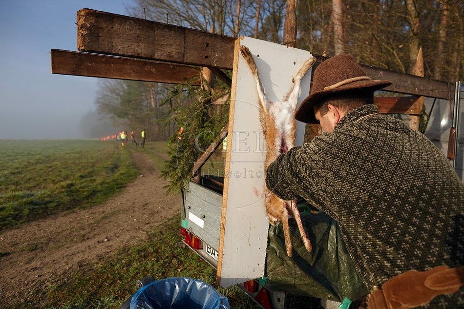 114448 Erlegter Feldhase wird ausgenommen, Treibjagd