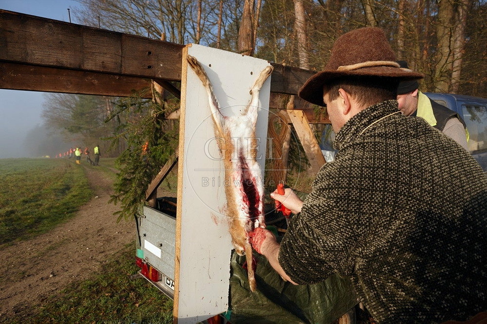114449 Erlegter Feldhase wird ausgenommen, Treibjagd
