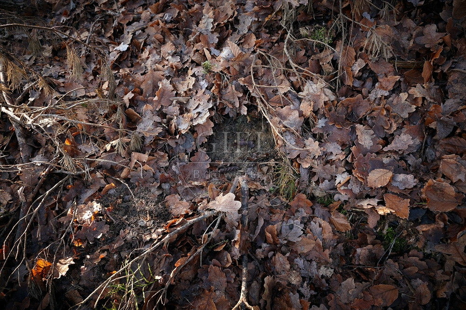 114455 Liegestelle im Laub von einem Feldhasen