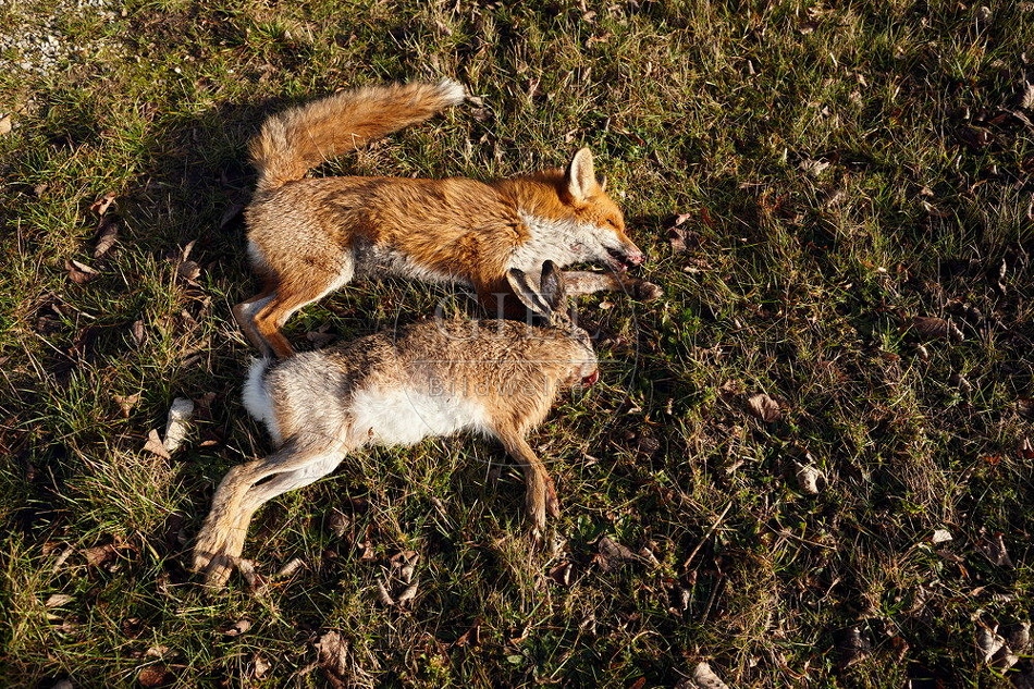 114463 Erlegter Fuchs und Feldhase bei einer Treibjagd