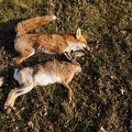 114463 Erlegter Fuchs und Feldhase bei einer Treibjagd