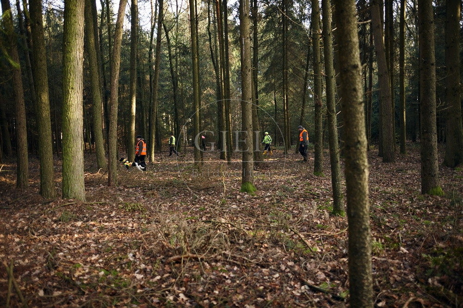 114464 Jäger im Wald bei einer Treibjagd