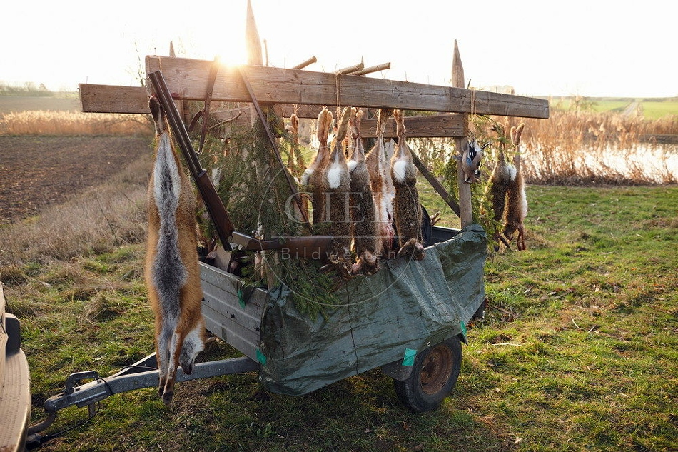 114472 Jagdstrecke nach einer Treibjagd