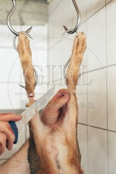 114475 Feldhase nach einer Treibjagd zerlegen