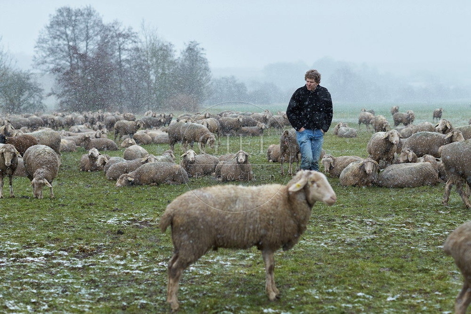 114490 Schäfer kontrolliert Schafherde im Winter