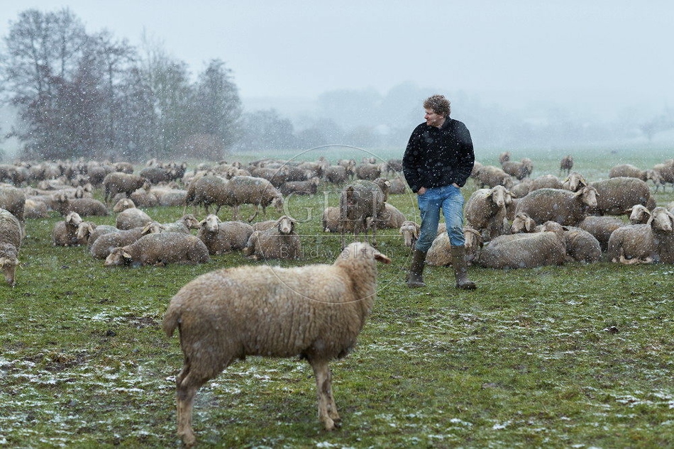 114491 Schäfer kontrolliert Schafherde im Winter