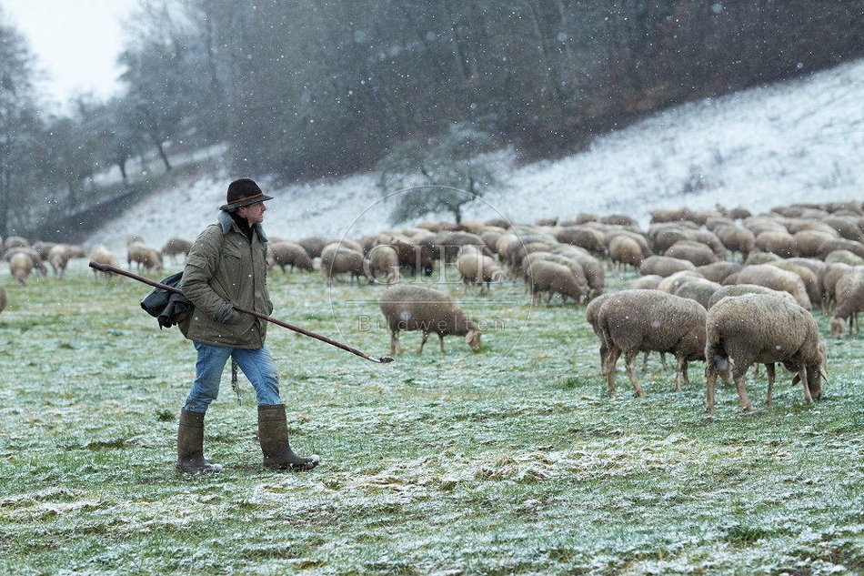 114492 Schäfer im Winter mit Schafherde unterwegs