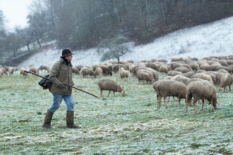 114493 Schäfer im Winter mit Schafherde unterwegs