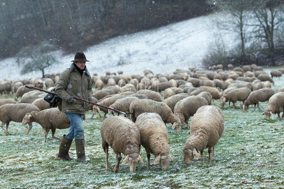 114495 Schäfer im Winter mit Schafherde unterwegs
