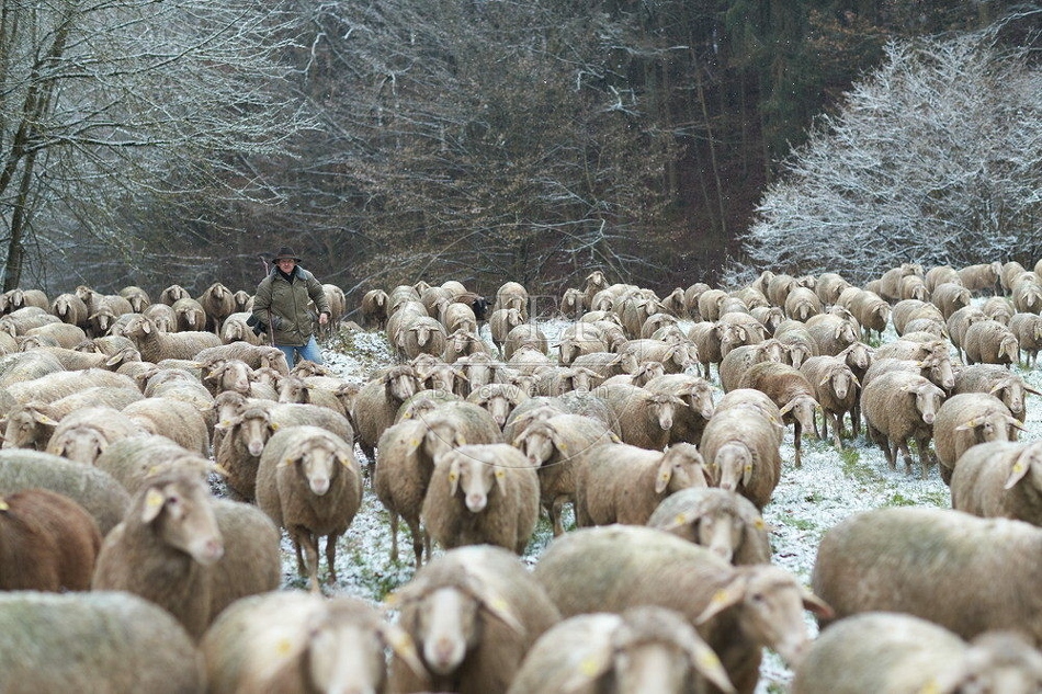 114496 Schäfer im Winter mit Schafherde unterwegs