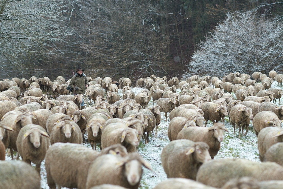 114497 Schäfer im Winter mit Schafherde unterwegs
